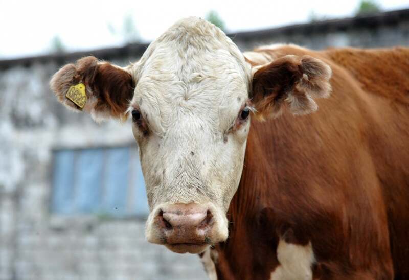 Мал ұрлығымен айналысқан қылмыстық топ құрықталды