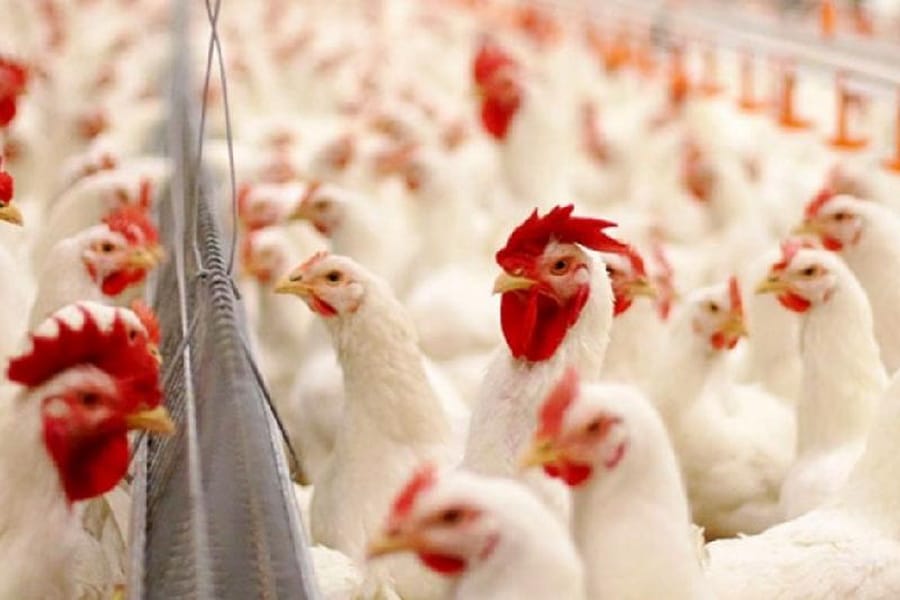 Алматы облысында құс фабрикада 41 мың тауық ауа жетпей қырылып қалды