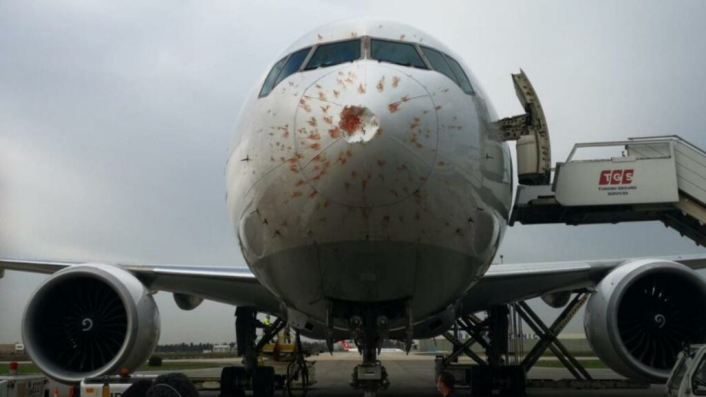 Turkish Airlines Cargo Plane Suffers Birdstrike on Takeoff