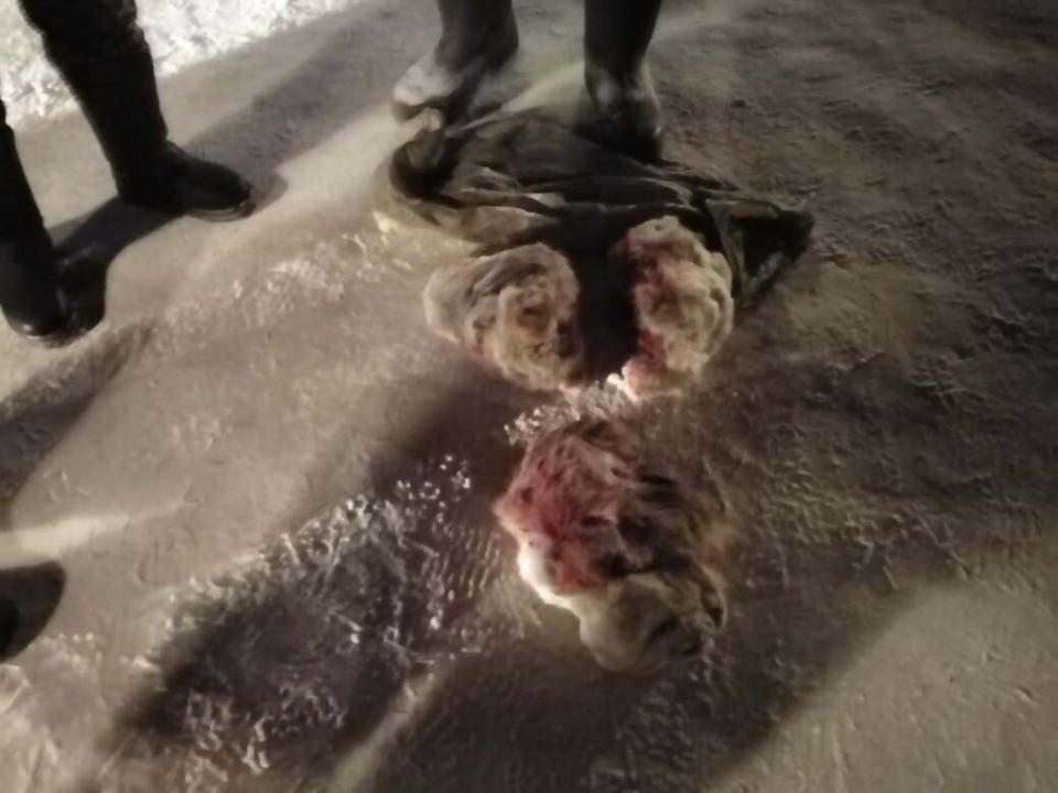 Қарағанды облысында браконьерлер үш киікті сойып алған