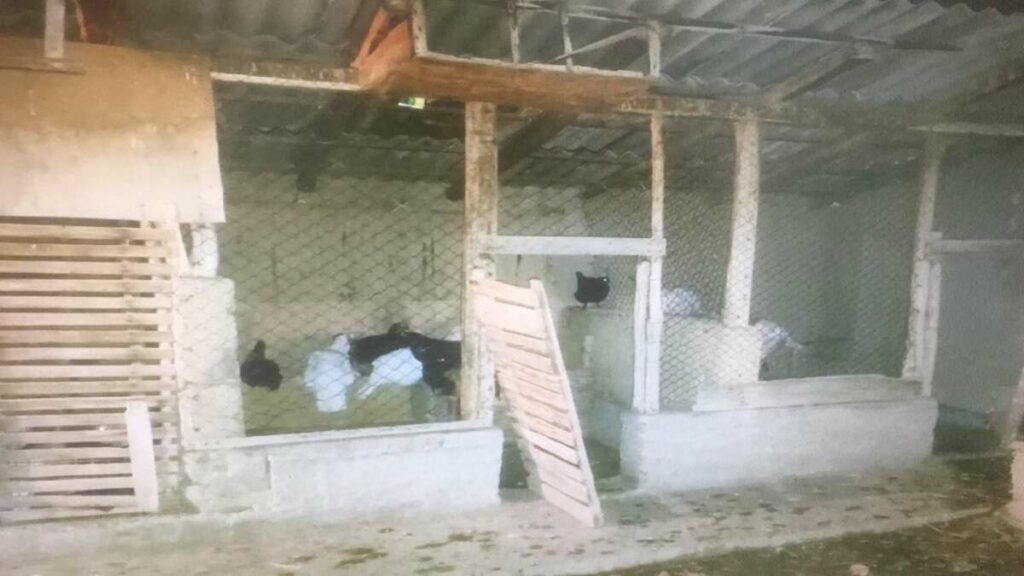 Күркетауық ұрлаған ұры ұсталды