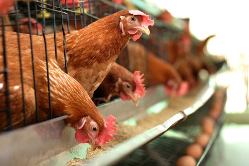 Как Казахстан откажется от импортных продуктов