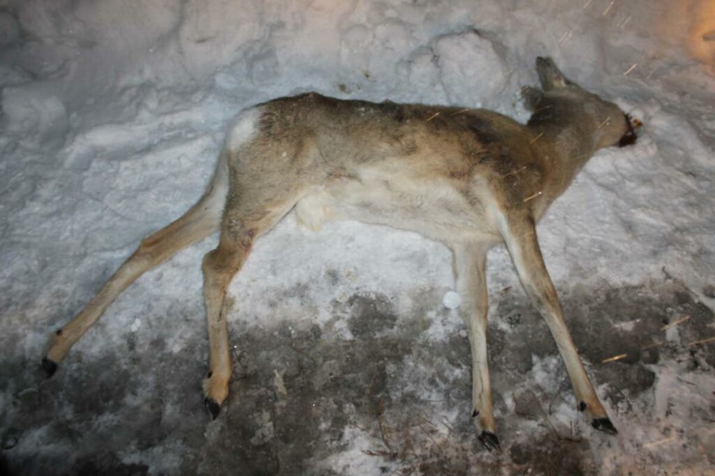 Заңсыз аң аулаған әке мен бала ұсталды