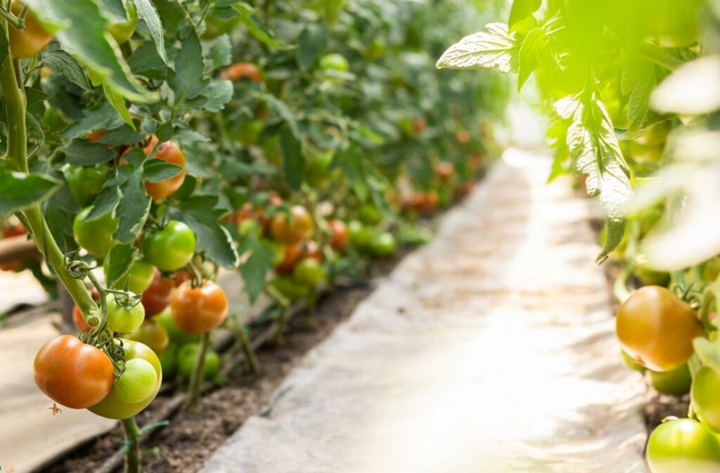 Фото: Офелия Жакаева