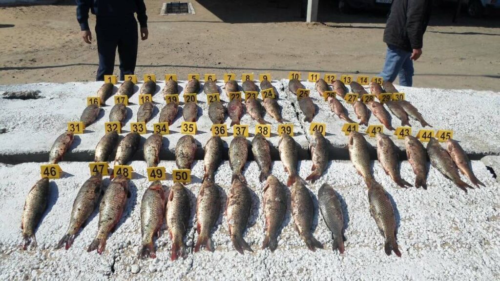 Заңсыз балық аулаған ақтөбеліктен 56 дана сазан тәркіленді
