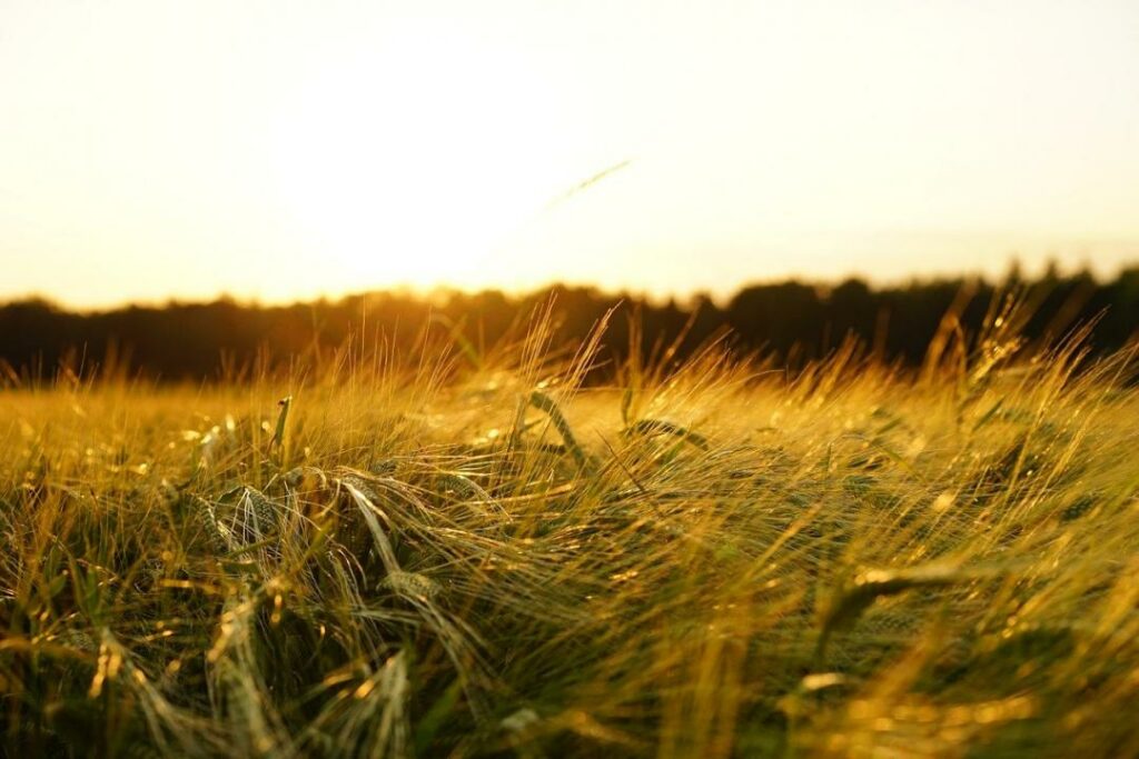 Фото: Hans/pixabay.com