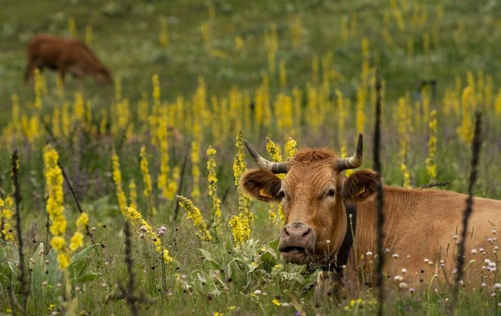 В США закрылись заводы крупнейшего в мире производителя мяса JBS Food