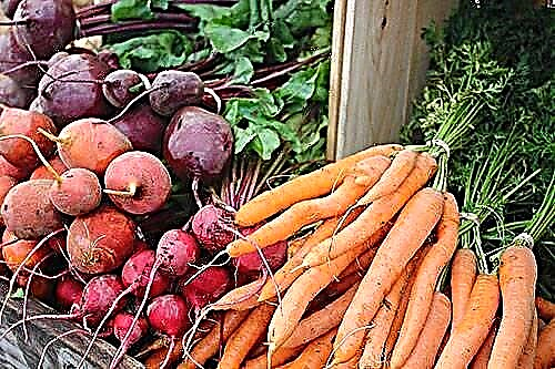 Өзбекстанда сәбіз бен қызылша күрт қымбаттады