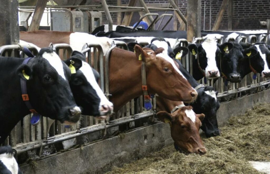 Казахстан достигнет полного самообеспечения основными продуктами питания до 2024 года