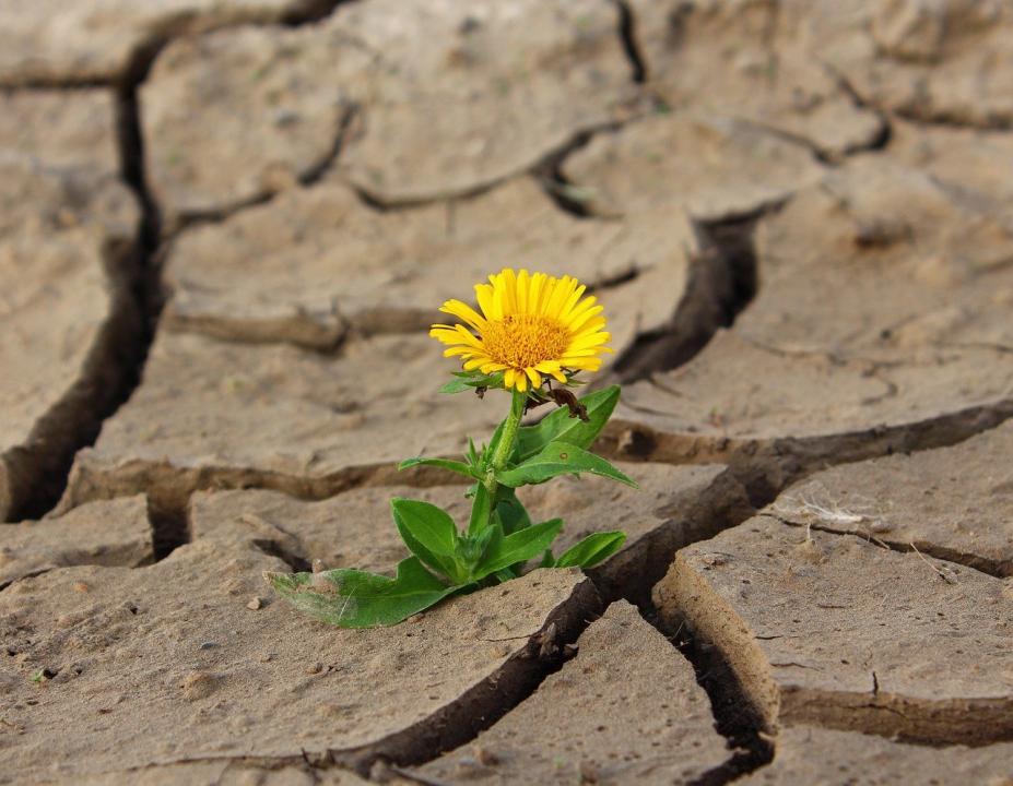 Фото: klimkin/pixabay.com