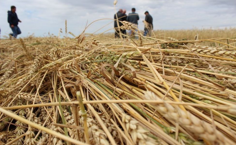 Елімізде дәнді және дәнді-бұршақты алқаптардың 49 %-дан астамы жиналды