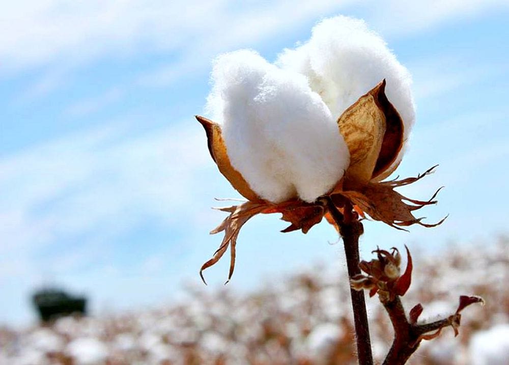 Түркістан облысында мақтаның тоннасы 250 мың теңгеден қабылдануда