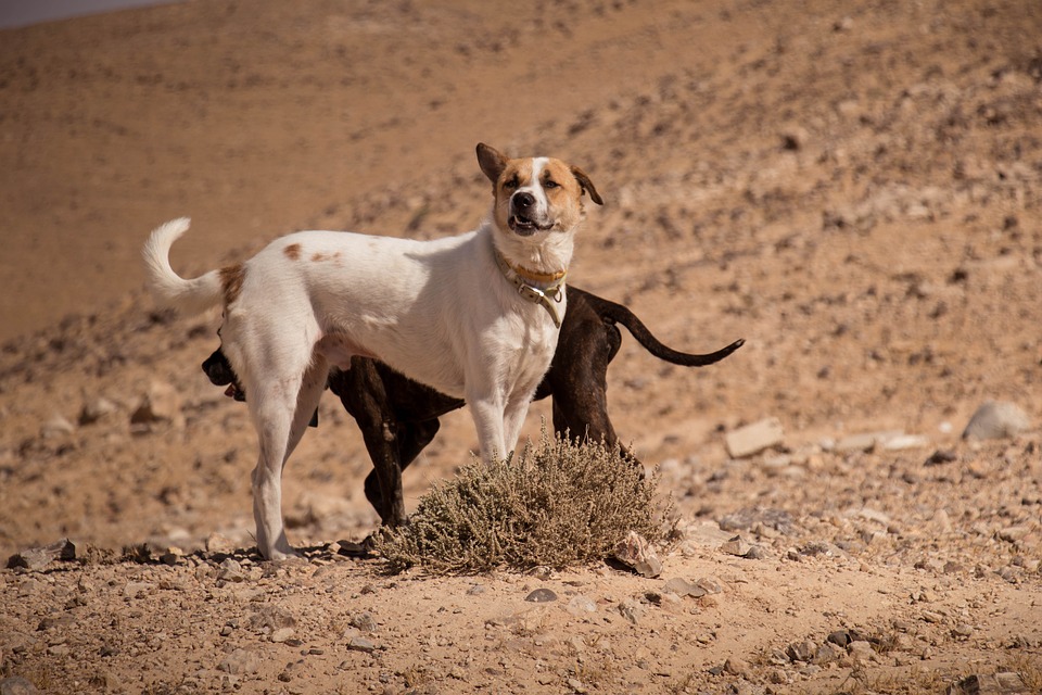 Фото: pixabay.com
