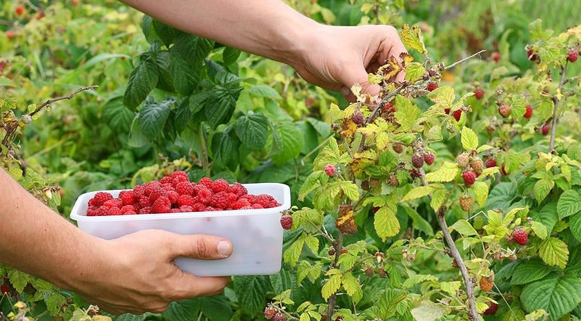 Өзбекстанда аз қамтылған отбасыларға жеміс-көкөніс жобаларына несие беріледі