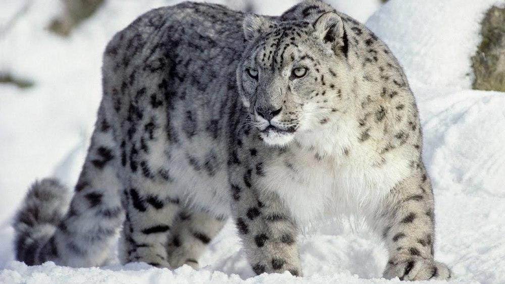 АҚШ-та үш қар барысы коронавирустан өлді