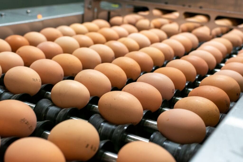 В ценовом сговоре подозревают три птицефабрики Карагандинской области