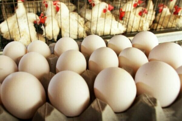 Израильде құс тұмауы өршіп тұр