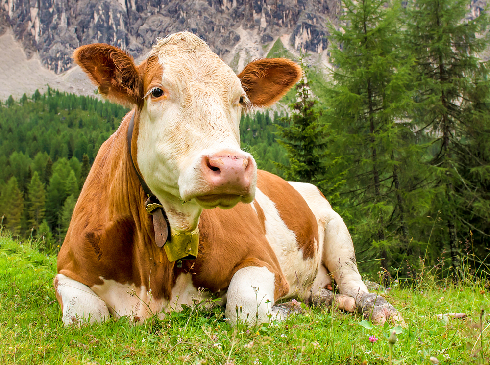 Казахстанско-Венгерский фонд инвестировал $10,4 млн в молочно-товарную ферму