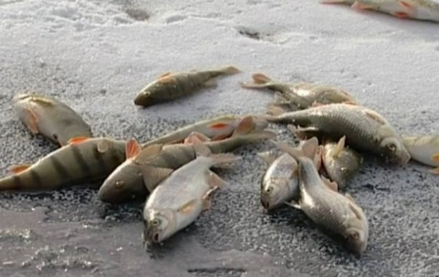 Экологи выясняют причины массовой гибели рыбы близ Астаны