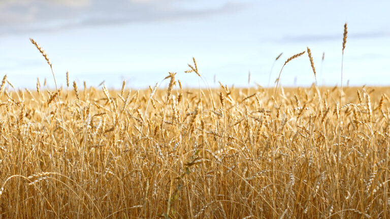 Қазақстан алғаш рет Арменияға бидай жөнелтті