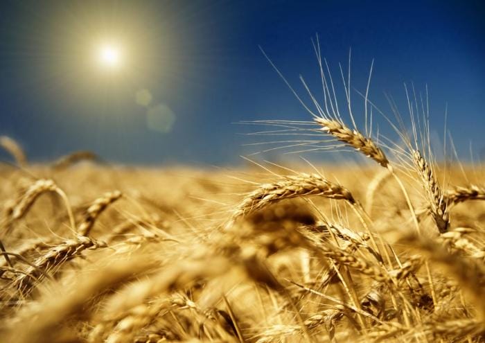 Кредиты сельскому, лесному и рыбному хозяйству сокращаются в РК