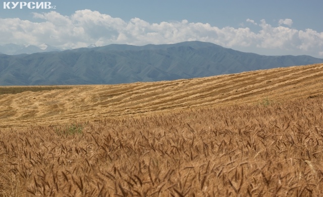 Аграрии СКО увеличат площади посевов масличных культур и овощей