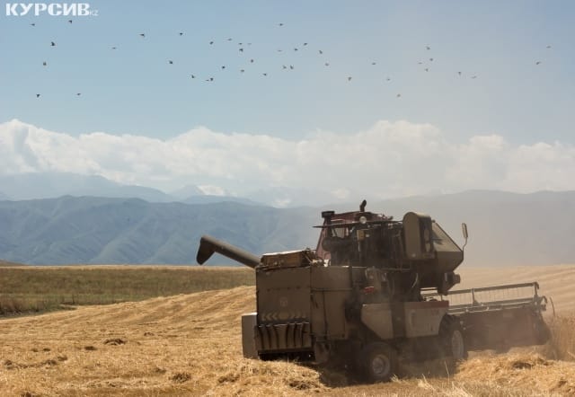 МСХ РК разработало новый механизм субсидирования семеноводства