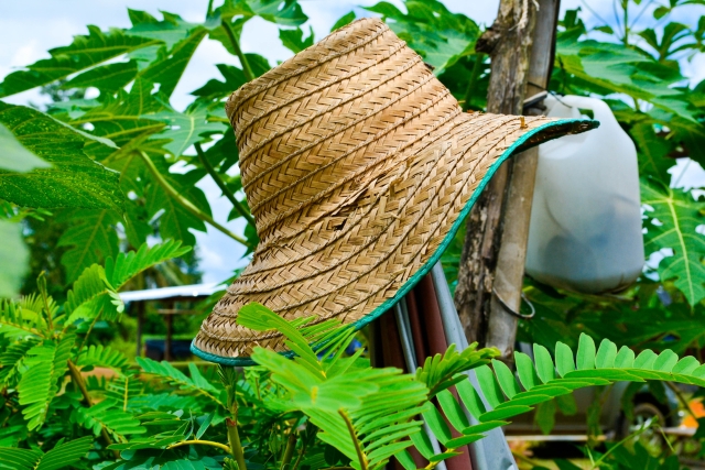 Аграрная кредитная корпорация завершила прием заявок от аграриев на финансирование полевых работ