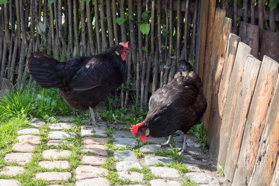 Россельхознадзор обсудит снятие ограничений на поставки мяса птицы в Казахстан