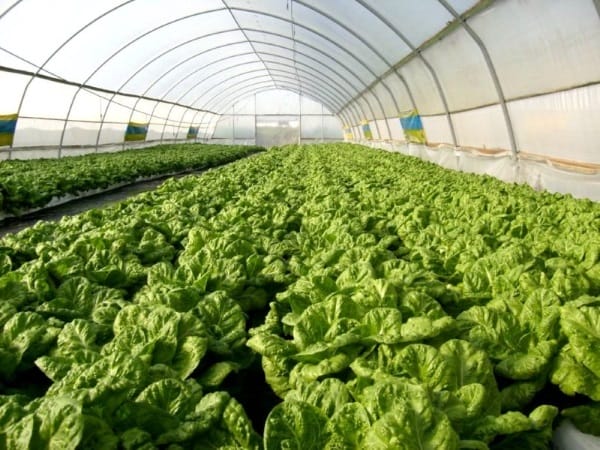 Казахстанский агрохаб начал работу со стартапами