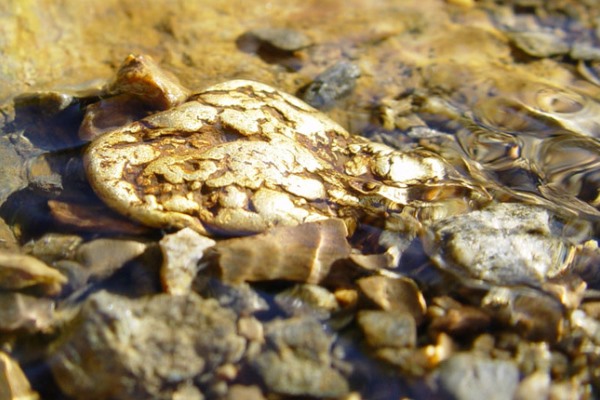 Aurum Deutschland запускает крупный проект по добыче золота в Жамбылской области