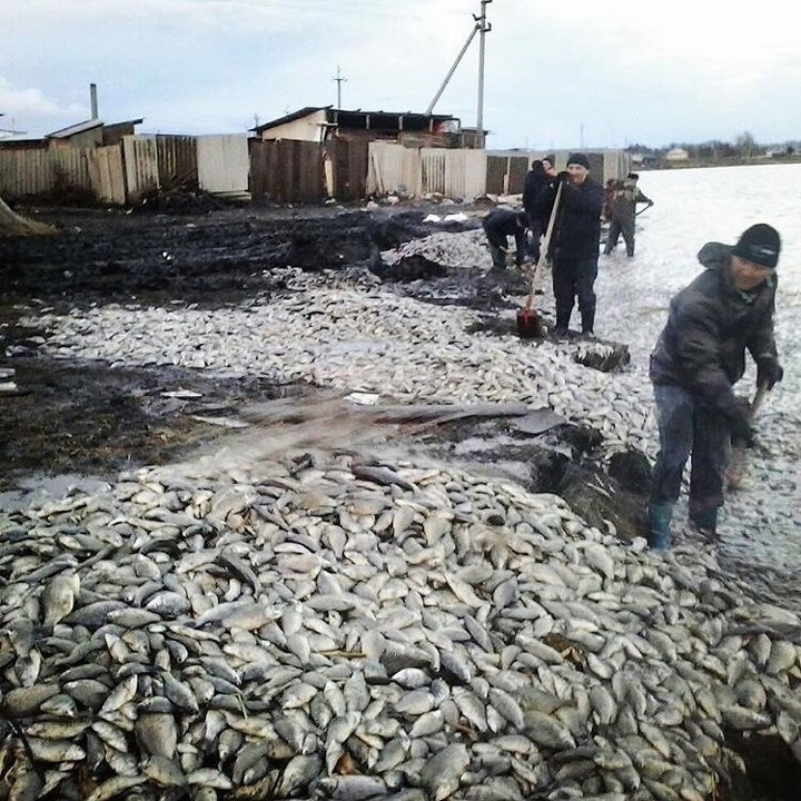 В СКО на берег выбросило 5 тонн рыбы