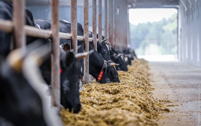 В ЮКО создано 438 сельскохозяйственных кооперативов