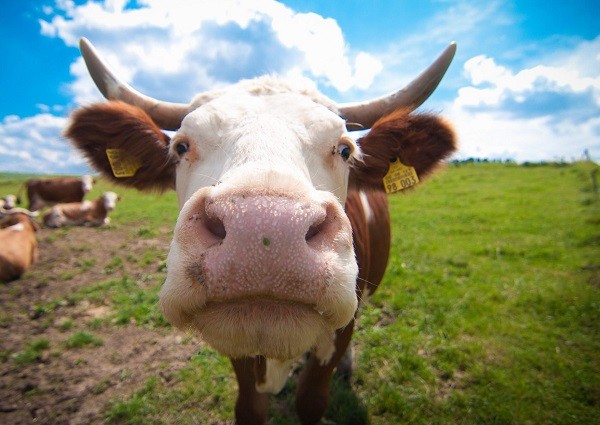 В 2017 году валовый выпуск продукции животноводства составил 629,03 млрд тг