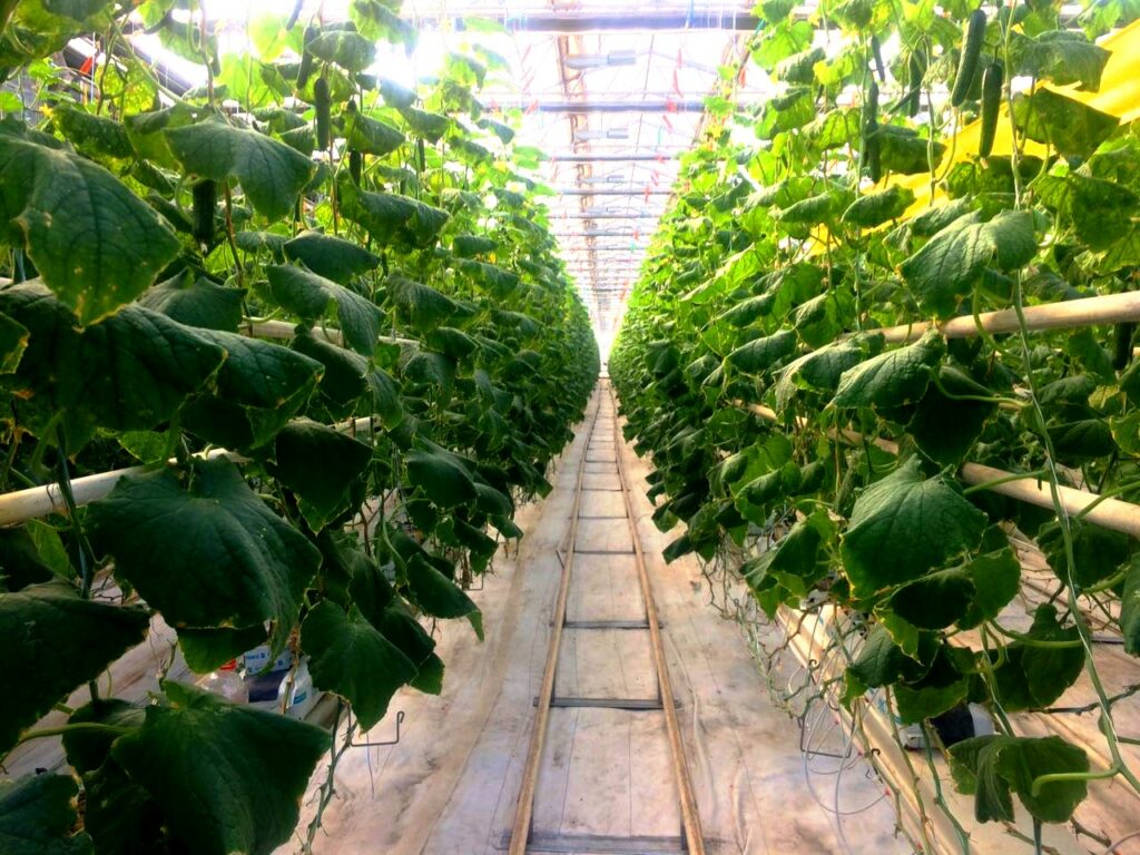 Новый тепличный комплекс в Казахстане планируют расширить еще на 20 гектаров