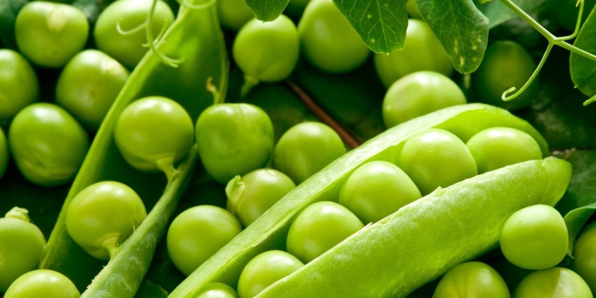 Эксперты: у Казахстана большой потенциал по производству зернобобовых и масличных культур