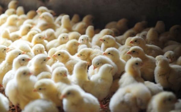 Крупнейшую птицефабрику Центральной Азии построят в Акмолинской области