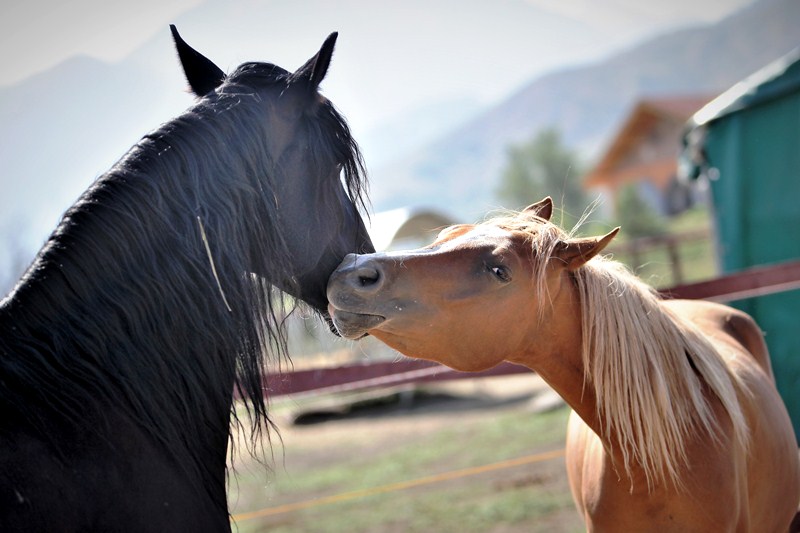 Когда лошадь врач и психолог