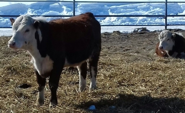 Казахстанские и китайские компании создадут в ЗКО откормочную площадку