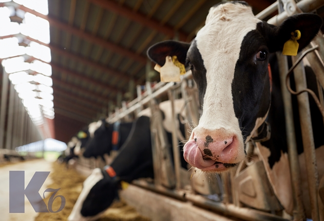 МСХ рапортует о росте поголовья скота, эксперты говорят об обратном