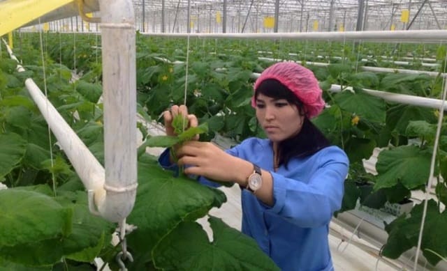 4 тысяч тонн продукции произвел самый большой тепличный комплекс Казахстане