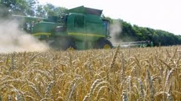 Экспорт казахстанской пшеницы вырастет на 8,3 % — прогнозирует Минсельхоз США