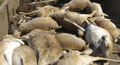 350 млн тенге направят на изучение падежа сайгаков в Казахстане