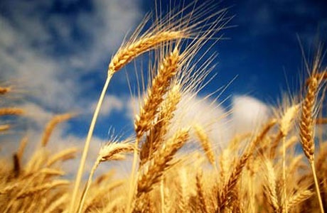 Казахстан собрал на 4 млн тонн зерна больше, чем в прошлом году