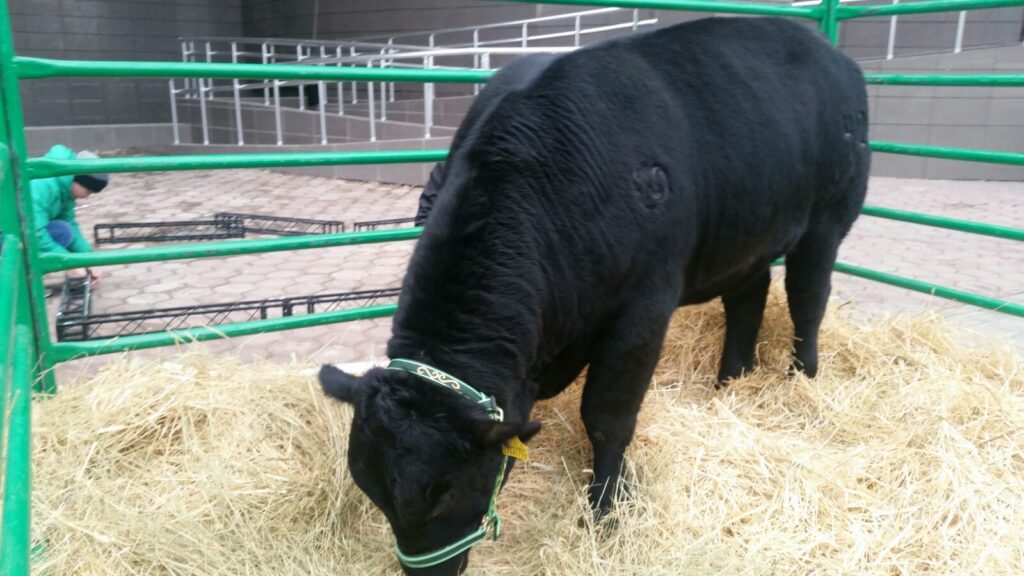 В Астане презентуют лучших быков-производителей