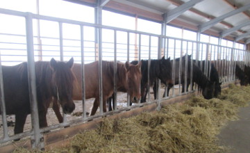 Казахстан будет экспортировать сухой порошок из кобыльего молока в Евросоюз