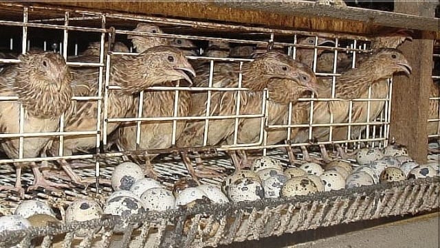 Могут ли перепела нести золотые яйца?