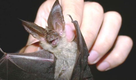 Угроза в виде неизученного вируса нависла над человечеством