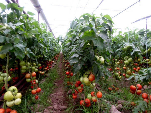 В ЮКО тепличным хозяйствам выделено 2,5 млрд. тенге субсидий