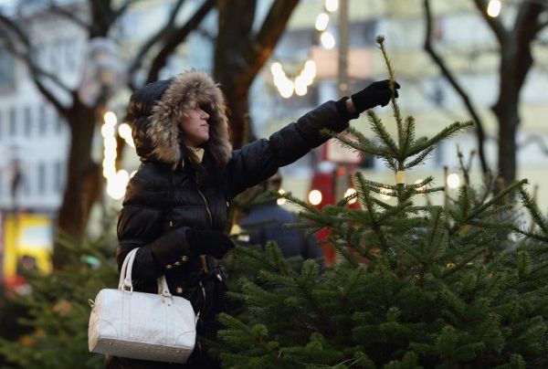 Как поставить дома живую елку, не нарушая закон?